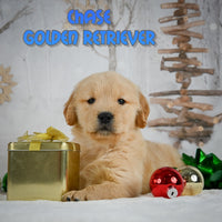 Chase Male AKC Golden Retriever $950