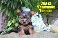 Chase Male Yorkshire Terrier $1150