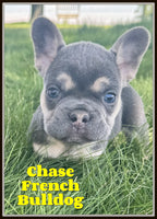 Chase Male AKC French Bulldog $1150