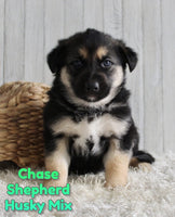 Chase Male Shepherd Husky Mix $1500