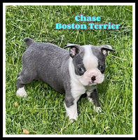 Chase Male AKC Boston Terrier $1150