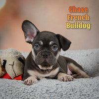 Chase Male AKC French Bulldog $2150