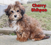 Cherry Male Shihpoo $600