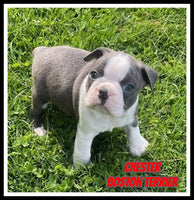 Chester Male AKC Boston Terrier $1150