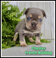 Chester Male AKC French Bulldog $1950
