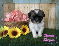 Chevelle Female Shihpoo $1200