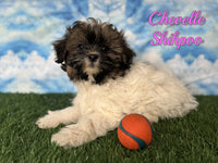 Chevelle Female Shihpoo $1200