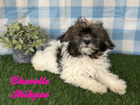 Shihpoo
