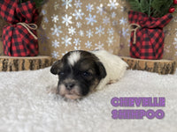 Chevelle Female Shihpoo $1200