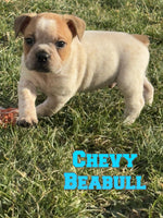 Chevy Male Beabull $850