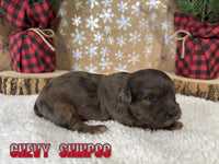 Chevy Male Shihpoo $1800