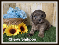 Chevy Male Shihpoo $1800