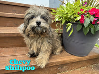 Chevy Male Shihpoo $750