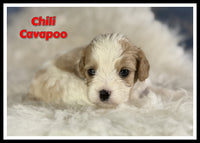Chili Male Cavapoo $1125