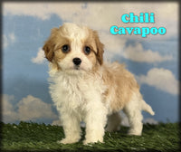 Cavapoo