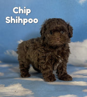 Chip Male Shihpoo $1325