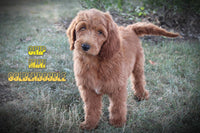 Chip Male Mini Goldendoodle $495