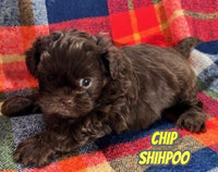 Chip Male Shihpoo $1325