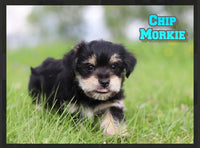 Chip Male Morkie $1200