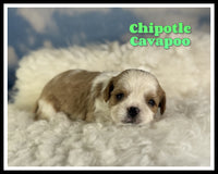 Chipotle Male Cavapoo $1125