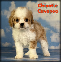Cavapoo
