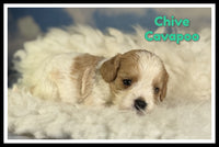 Chive Male Cavapoo $1125