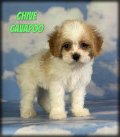Cavapoo