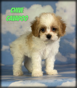 Cavapoo