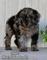 Chloe Female F1BB Mini Labradoodle $850