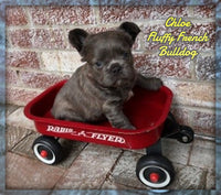 Chloe Female AKC Fluffy French Bulldog $2500