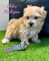 Chloe Female Maltipoo $1495