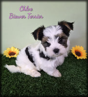 Biewer Terrier