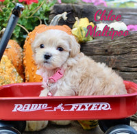 Chloe Female Maltipoo $1495