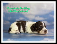 Chocolate Pudding Male ICA Mini Dachshund $1660