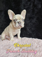 Chrystal Female French Bulldog $1200