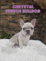 Chrystal Female French Bulldog $2600