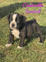 Cinderella Female Beabull $850