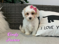 Cindy Female Pooton $950