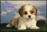 Cavapoo