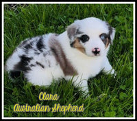 Clara Female Mini Australian Shepherd $1500