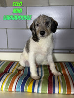 Cleo Male Mini Labradoodle $299