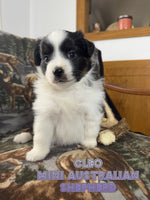 Cleo Female AKC Mini Australian Shepherd $750