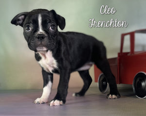 Frenchton