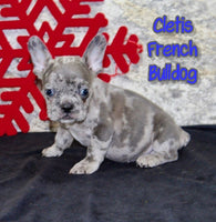 Cletis Male AKC French Bulldog $1395