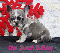 Cloe Female AKC French Bulldog $1395