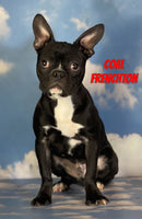 Coal Male Frenchton $725
