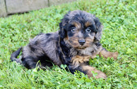 Cockapoo