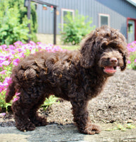 Cockapoo