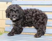 Cockapoo