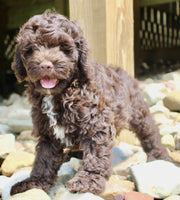 Cockapoo